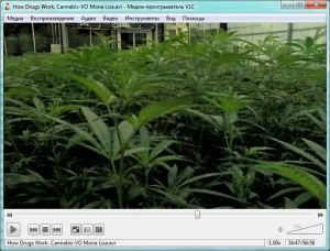 Программа для просмотра видео VLC media player Программа для просмотра видео VLC media player