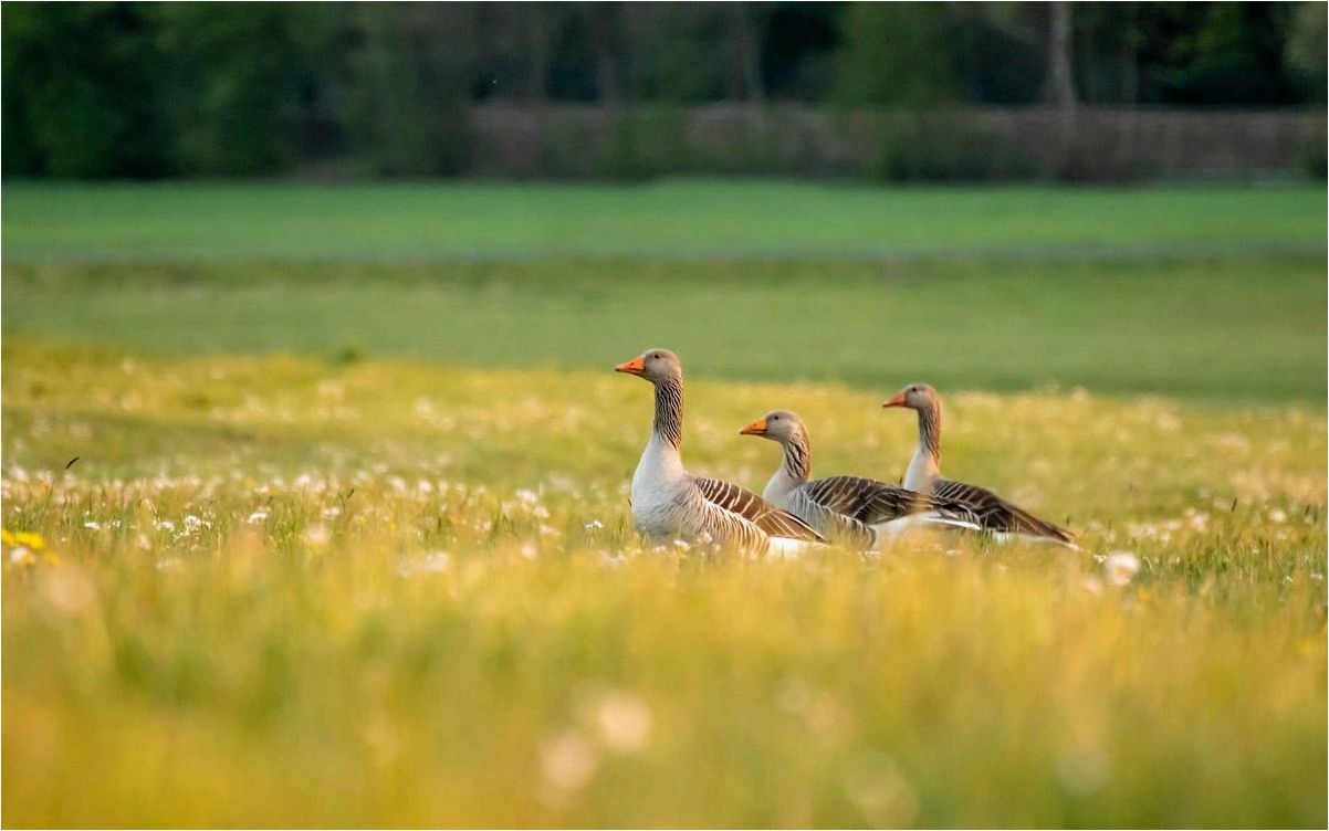 (desktop, goose, выпустите, гуся, рабочий) Desktop Goose — выпустите гуся на рабочий стол и приготовьтесь к безудержному хаосу и веселью!
